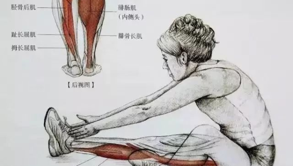 健身房小腿训练计划打造强壮有力小腿肌群
